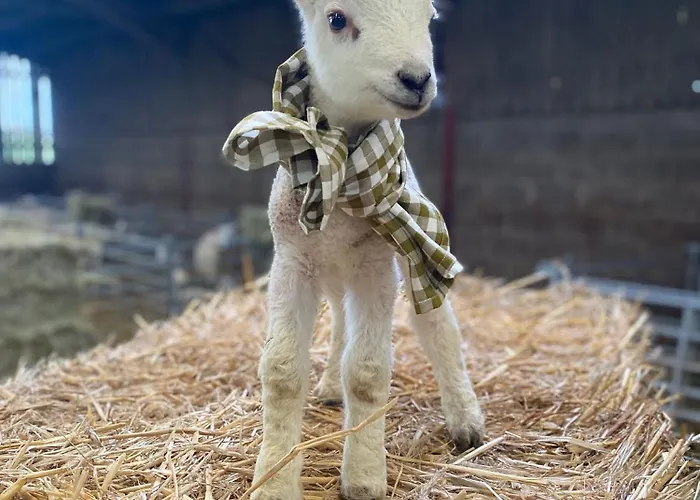 Ewe Stay